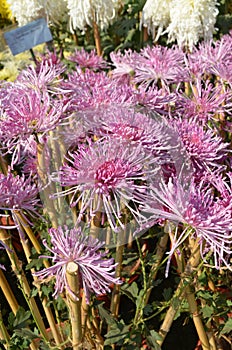 Chrysanthemums family Asparagaceae. Countless horticultural varieties Perennial herbaceous.