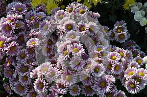 Chrysanthemums family Asparagaceae. Countless horticultural varieties Perennial herbaceous.