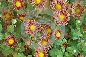 Chrysanthemums family Asparagaceae. Countless horticultural varieties Perennial herbaceous.