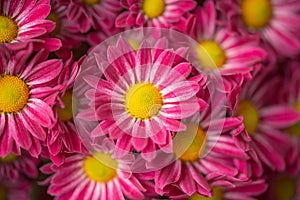 Chrysanthemums floral background. Colorful pink mums cluster flowers