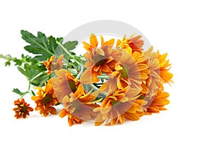 Chrysanthemums flower, goldon daisy