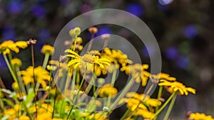 A chrysanthemums flower meadow in the Malaysian Cameron highlands. Insects ingest the pollen from the flowers. The yellow blossom