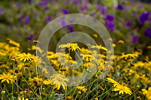 A chrysanthemums flower meadow in the Malaysian Cameron highlands. Insects ingest the pollen from the flowers. The yellow blossom