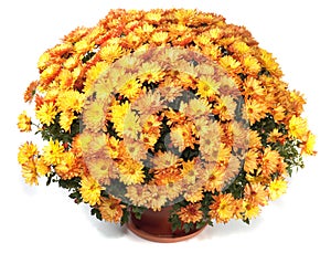 Chrysanthemums in flowerpot