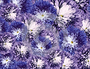 Chrysanthemums flowers. purple-blue  background. floral collage. flower composition. Close-up.