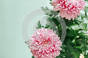 Chrysanthemums on a green background.Chrysanthemums and asters flowers.Delicate floral background in pastel colors.