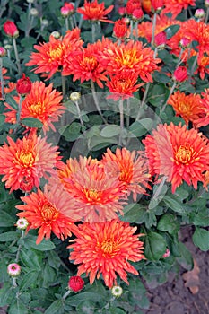 Chrysanthemums grow on a flower bed in a nursery. Picturesque floral background. Chrysanthemums and buds in garden. Vertical view.