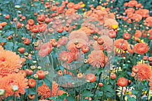 Chrysanthemums grow on a flower bed in a nursery for subsequent sale. Blooming picturesque background.