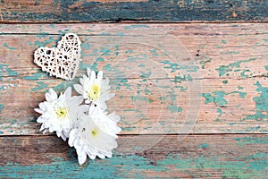 Chrysanthemums and heart on old wooden turquoise background
