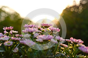 Chrysanthemums indicum flower in pink color at sunrise