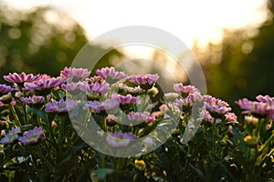 Chrysanthemums indicum flower in pink color at sunrise