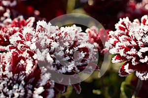 Chrysanthemums in the morning with drops of water under the sun.