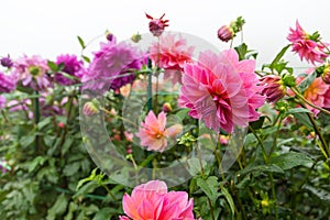 Chrysanthemums in pink and purple