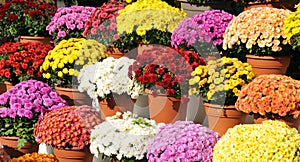 Chrysanthemums, sometimes called mums