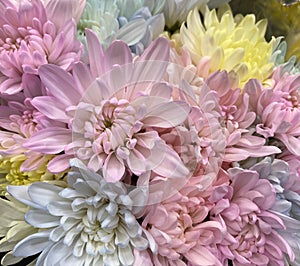 Chrysanthemums, sometimes called mums, pastel colors