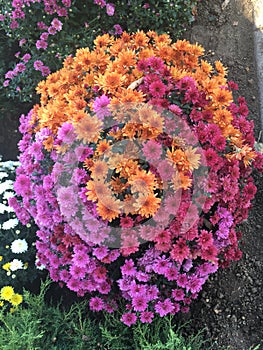 Chrysanthemums superb arrangement