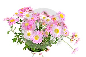 Chrysanthemums (in vase)