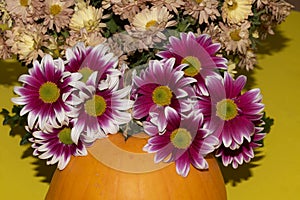 Chrysanthemums The very nice colorful autumn flower with pumpkin