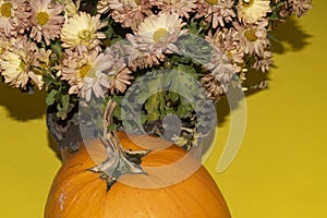 Chrysanthemums The very nice colorful autumn flower with pumpkin