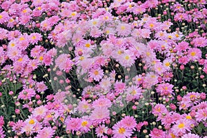 Chrysanthemums wallpaper. Opened chrysanthemums buds in nursery