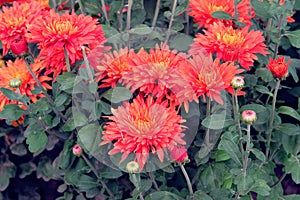 Chrysanthemums wallpaper. Red bright picturesque background. Opened chrysanthemums buds