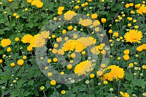 Chrysanthemums wallpaper. Yellow bright picturesque background. Blooming chrysanthemums buds