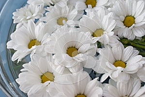 Chrysanthemums in water