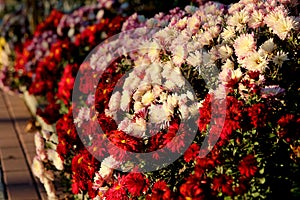 Chrysanthemums white and red in the garden. Fluffy red and white flowers, background picture