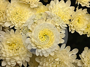 Chrysanthemums White Yellow Flowers photo