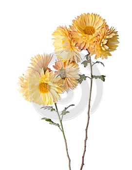 Chrysanthemums