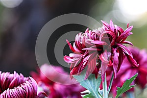 Chrysanthemumï¼ˆInulinï¼‰