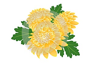 Chrysanthemun flower illustration Vector