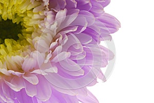 Chrysanthmum