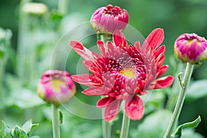 Chrysanths in garden