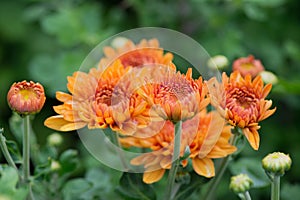 Chrysanths in garden