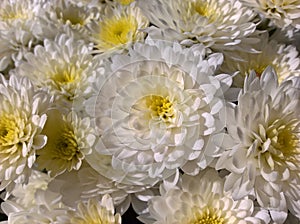 Chrysanths Mum Flowers White photo