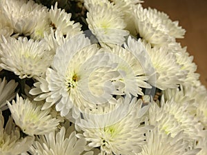 Chrysanths Mums White Flowers photo
