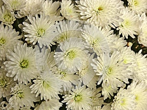 Chrysanths White Flowers photo