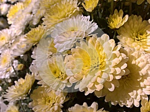 Chrysanths White Yellow photo