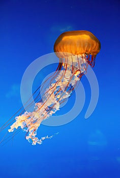 Chrysaora fuscescens a beautiful orange jellyfish photo