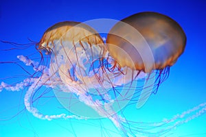 Chrysaora fuscescens jellyfish