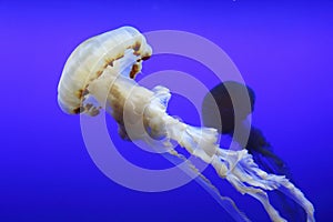 Chrysaora fuscescens (Pacific sea nettle) and another in background photo