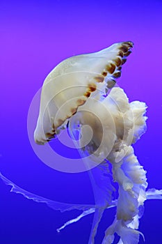 Chrysaora fuscescens (Pacific sea nettle) swimming photo