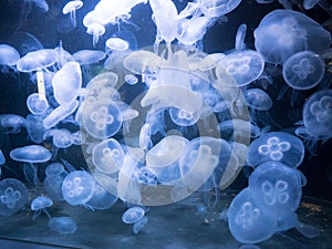 Chrysaora jellyfish