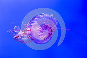 Chrysaora melanaster, Northern sea nettle jellyfish