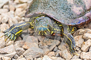 Chrysemys Picta, or painted turtle, in Singapore Botanic Gardens