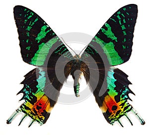 Chrysiridia rhipheus butterfly