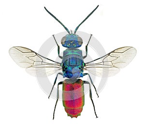 Chrysis ignita, a species of cuckoo wasp Chrysisidae from Europe