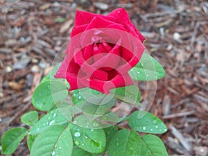 This Chrysler Imperial is a dark red hybrid tea rose photo