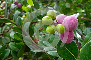 Chrysobalanus icaco, the cocoplum, paradise plum, abajeru or icaco, is found near sea beaches and inland throughout tropical place